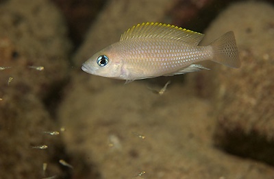 Neolamprologus caudopunctatus 'Kambwimba'